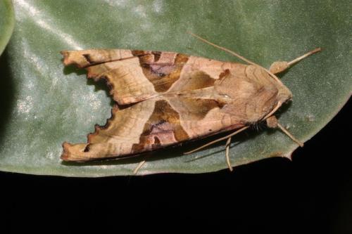 Réf. 227 293 : Phlogophora meticulosa